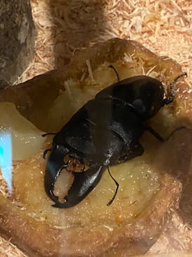 体感するファーブル昆虫展 NAGOYAに投稿された画像（2022/8/25）