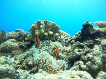 Sea World（シーワールド）に投稿された画像（2022/8/25）