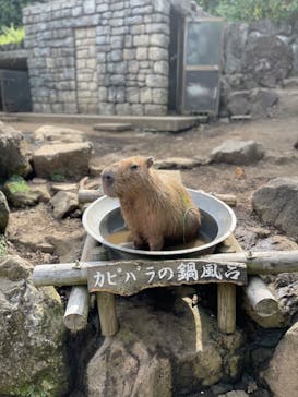 伊豆シャボテン動物公園に投稿された画像（2022/8/25）