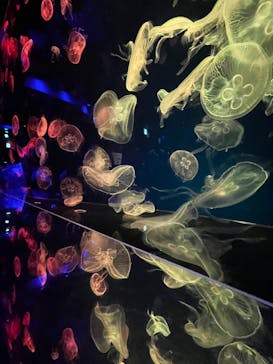 名古屋港水族館に投稿された画像（2022/8/25）