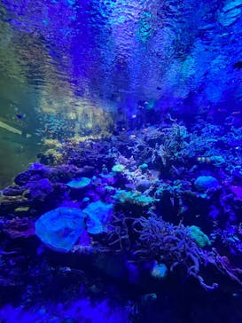 名古屋港水族館に投稿された画像（2022/8/25）