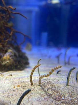 名古屋港水族館に投稿された画像（2022/8/25）