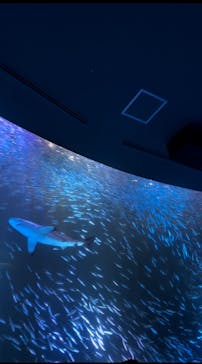 名古屋港水族館に投稿された画像（2022/8/25）