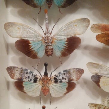 体感するファーブル昆虫展 NAGOYAに投稿された画像（2022/8/25）