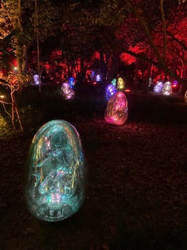 チームラボ ボタニカルガーデン 大阪に投稿された画像（2022/8/25）