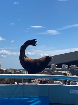 大分マリーンパレス水族館 「うみたまご」に投稿された画像（2022/8/25）