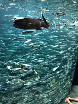 サンシャイン水族館に投稿された画像（2022/8/25）