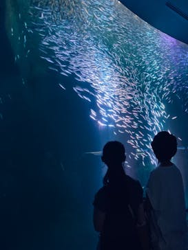 名古屋港水族館に投稿された画像（2022/8/25）