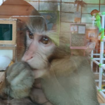 おさるランド＆アニタウン　日光さる軍団劇場に投稿された画像（2022/8/26）