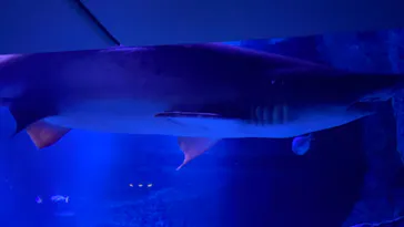 すみだ水族館に投稿された画像（2022/8/26）