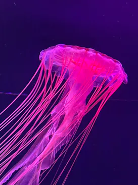 すみだ水族館に投稿された画像（2022/8/26）