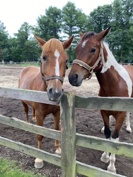 ノーザンホースパークに投稿された画像（2022/8/26）