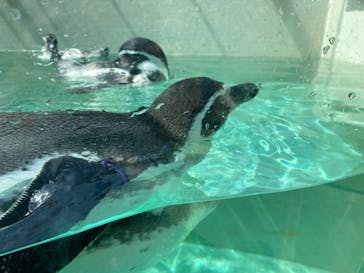 下田海中水族館に投稿された画像（2022/8/26）