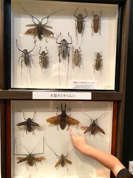 体感するファーブル昆虫展 NAGOYAに投稿された画像（2022/8/26）
