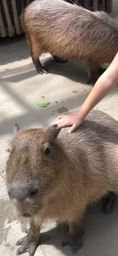 神戸どうぶつ王国に投稿された画像（2022/8/26）