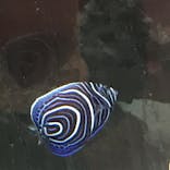 横浜開運水族館 フォーチュンアクアリウムに投稿された画像（2022/8/26）