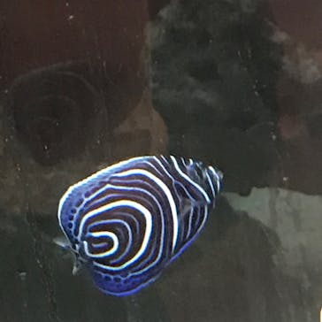 横浜開運水族館 フォーチュンアクアリウムに投稿された画像（2022/8/26）