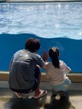 新江ノ島水族館に投稿された画像（2022/8/26）