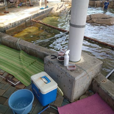 志摩市浜島磯体験施設 海ほおずきに投稿された画像（2022/8/26）