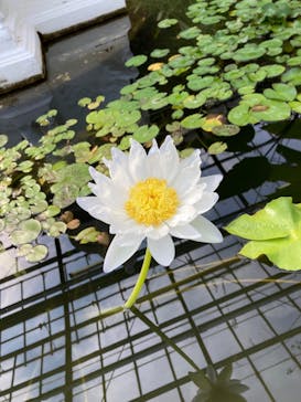 熱川バナナワニ園に投稿された画像（2022/8/26）