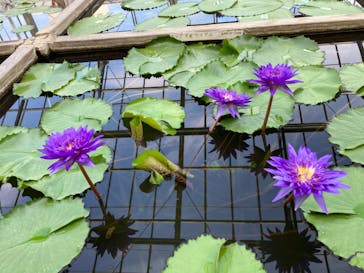 熱川バナナワニ園に投稿された画像（2022/8/26）