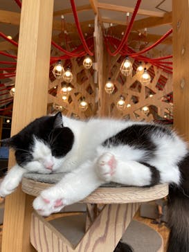 猫カフェモカ　イオンレイクタウン店に投稿された画像（2022/8/26）