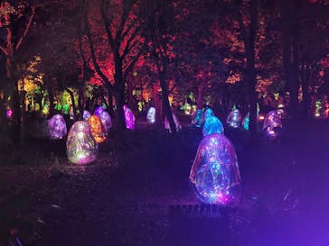 チームラボ ボタニカルガーデン 大阪に投稿された画像（2022/8/26）