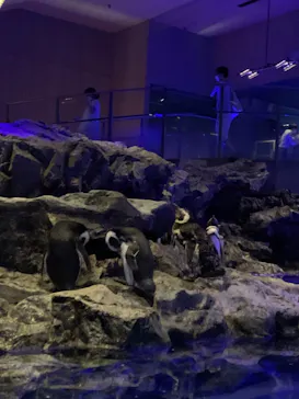 すみだ水族館に投稿された画像（2022/8/26）