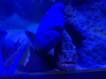 すみだ水族館に投稿された画像（2022/8/26）