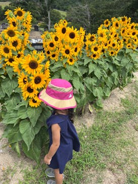 淡路ファームパーク イングランドの丘に投稿された画像（2022/8/26）