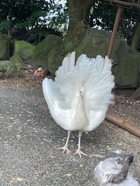 伊豆シャボテン動物公園に投稿された画像（2022/8/26）