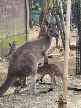 伊豆シャボテン動物公園に投稿された画像（2022/8/26）