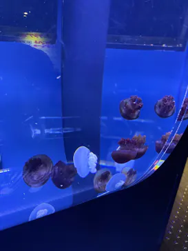 すみだ水族館に投稿された画像（2022/8/27）