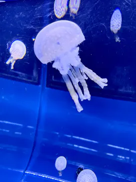 すみだ水族館に投稿された画像（2022/8/27）