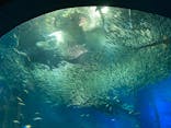 アクアワールド茨城県大洗水族館に投稿された画像（2022/8/27）