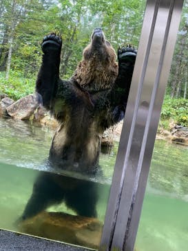 サホロリゾート　ベア･マウンテンに投稿された画像（2022/8/27）