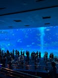 沖縄美ら海水族館に投稿された画像（2022/8/27）