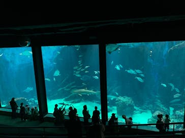 マリンワールド海の中道に投稿された画像（2022/8/27）