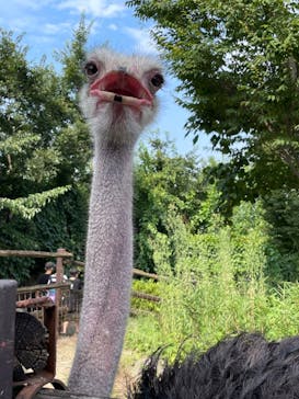 群馬サファリパークに投稿された画像（2022/8/27）