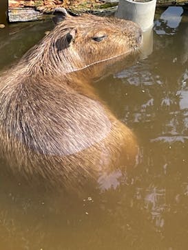 群馬サファリパークに投稿された画像（2022/8/27）