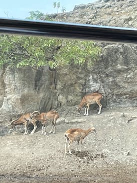 群馬サファリパークに投稿された画像（2022/8/27）