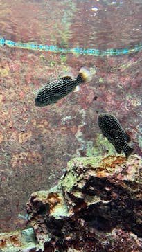 沖縄美ら海水族館に投稿された画像（2022/8/27）