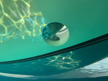 しながわ水族館に投稿された画像（2022/8/27）