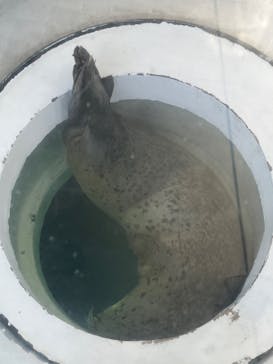 しながわ水族館に投稿された画像（2022/8/27）