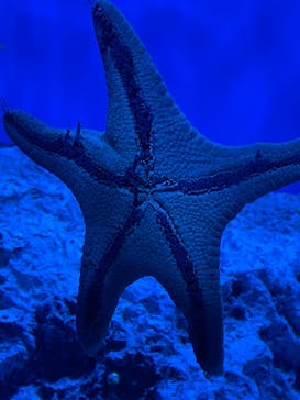 サンシャイン水族館に投稿された画像（2022/8/27）