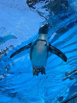 サンシャイン水族館に投稿された画像（2022/8/27）