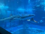 沖縄美ら海水族館に投稿された画像（2022/8/27）