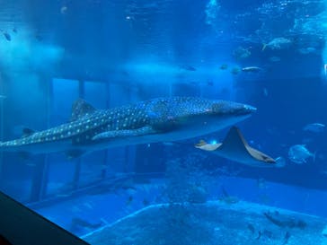 沖縄美ら海水族館に投稿された画像（2022/8/27）