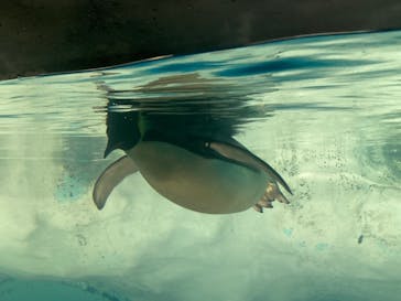 名古屋港水族館に投稿された画像（2022/8/27）