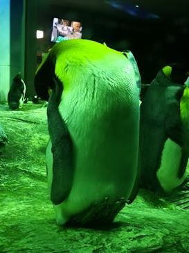 島根県立 しまね海洋館に投稿された画像（2022/8/27）